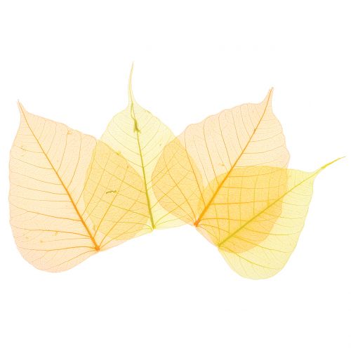Floristik24 Folhas de salgueiro esqueletizadas amarelo, laranja 200 un