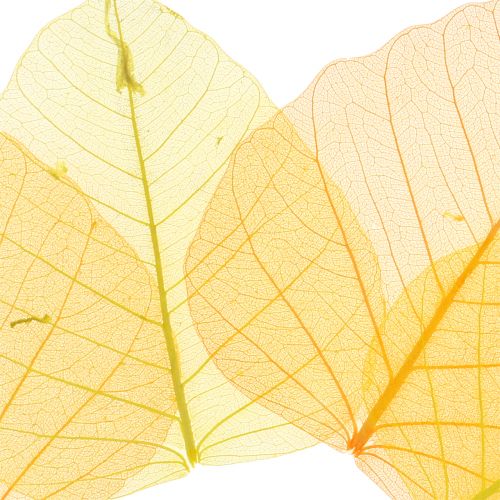 Floristik24 Folhas de salgueiro esqueletizadas amarelo, laranja 200 un