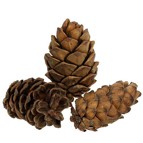 Floristik24 Cones naturais 9cm - 10cm 6pcs