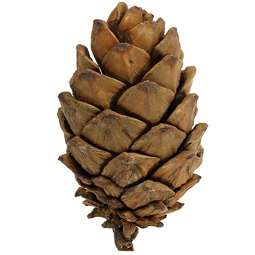 Floristik24 Cones natureza 9cm - 10cm 6 un.