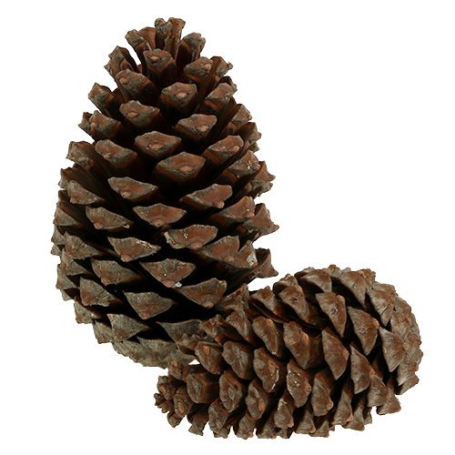 Floristik24 Cones Pinus Maritima 10cm - 15cm natural 3uds