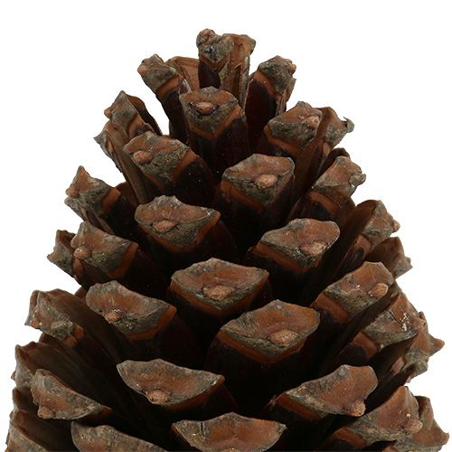 Itens Cones Pinus Maritima 10cm - 15cm Natural 3 un