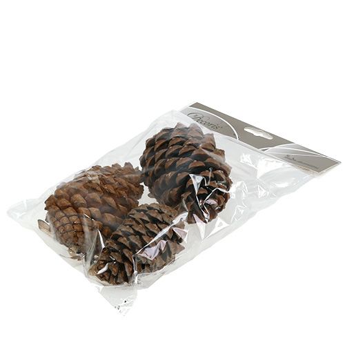 Itens Cones Pinus Maritima 10cm - 15cm Natural 3 un