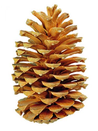 Floristik24 Cones Maritima creme / baunilha misto 25pcs ITEM ANTIGO