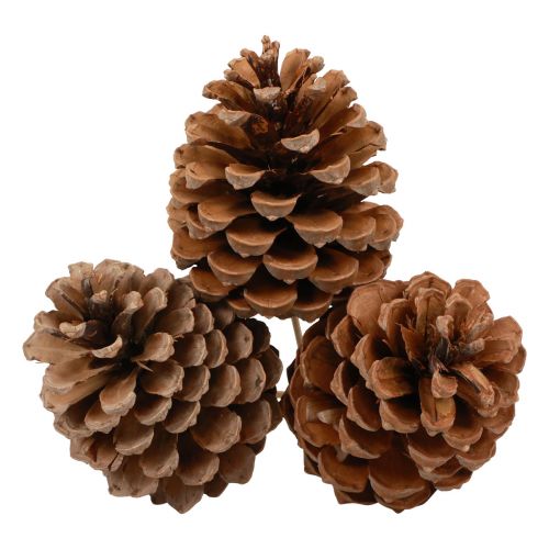 Itens Cones Maritima Pinho Marítimo Natural 5-10cm em pau 50un