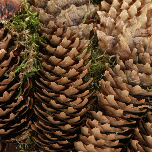 Itens Coroa de cones com musgo Coroa grande feita de cones de abeto Ø45cm
