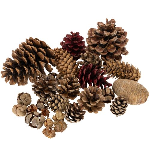Conjunto de Pinhas Naturais para Decoração 2-10 cm 400 g comprar | Floristik24.pt