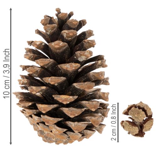 Conjunto de Pinhas Naturais para Decoração 2-10 cm 400 g | Floristik24.pt