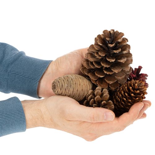 Conjunto de Pinhas Naturais para Decoração 2-10 cm 400 g | Floristik24.pt