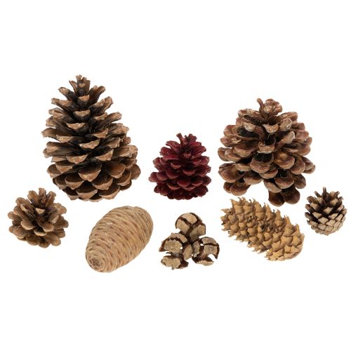 Conjunto de Pinhas Naturais para Decoração 2-10 cm 400 g | Floristik24.pt