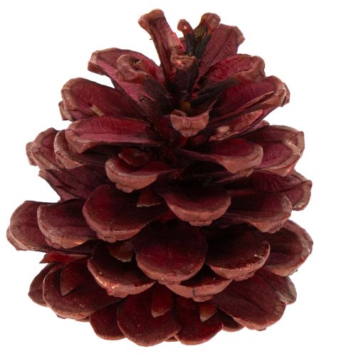 Conjunto de Pinhas Naturais para Decoração 2-10 cm 400 g | Floristik24.pt