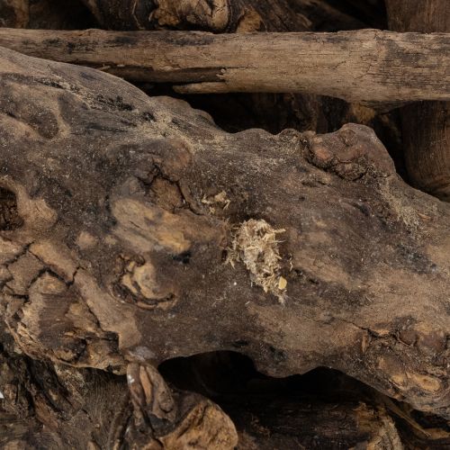 Itens Raízes de madeira decorativas encantadoras para sua casa.
