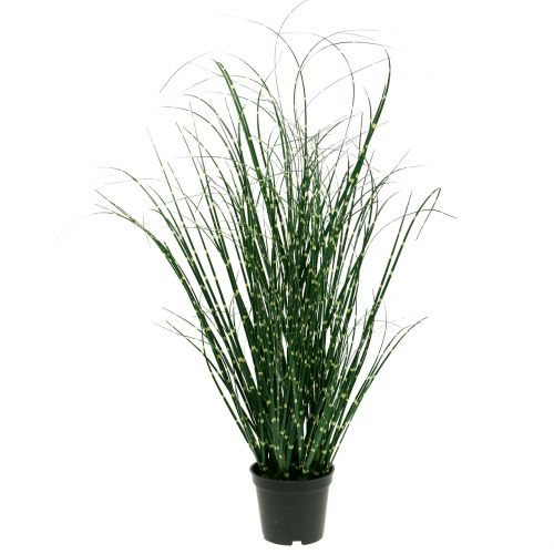 Grama zebra em vaso Verde 60cm