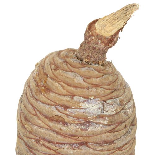 Itens Cones de cedro cedro decorativo natural 9-10,5cm 3 un