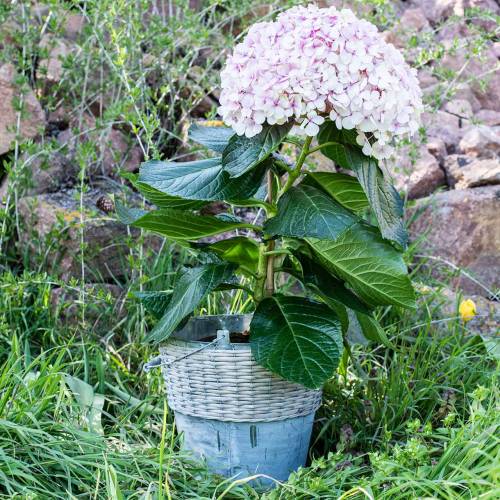 Floristik24 Balde de zinco com vime Ø32cm A27,5cm