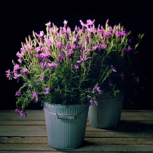 Floristik24 Balde de zinco com padrão trançado cinza, branco lavado Ø18cm Alt.17,5cm