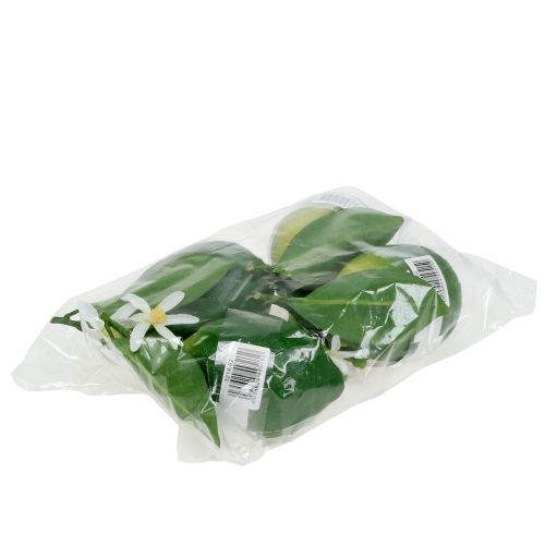 Floristik24 Limões com flor 9,5 cm verde 4 unidades