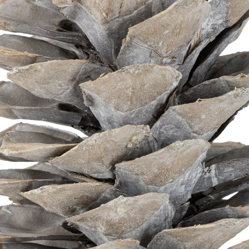 Itens Pinhas de açúcar caiadas de branco 20cm - 30cm
