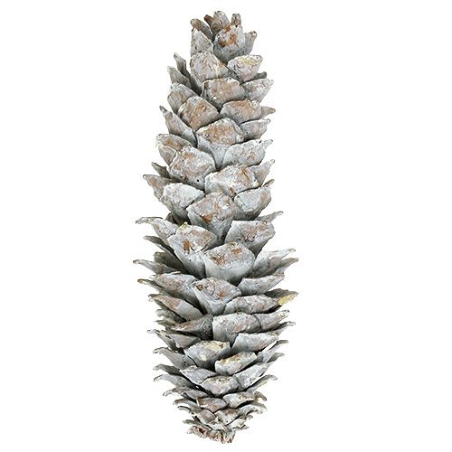 Floristik24 Cones de pinheiro-açucareiro, caiadas de branco 20cm - 30cm