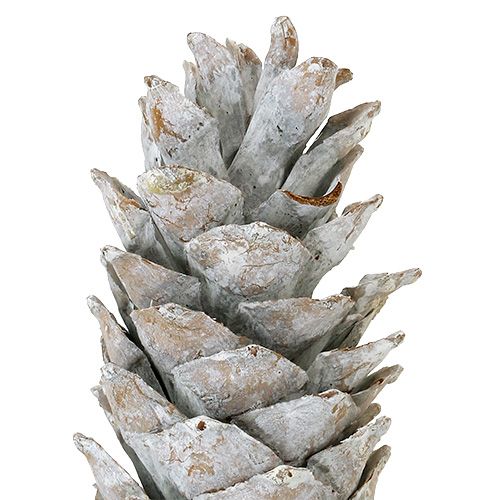 Floristik24 Cones de pinheiro-açucareiro, caiadas de branco 20cm - 30cm