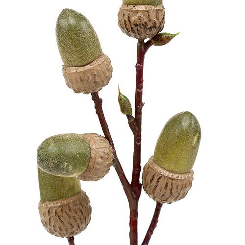 Floristik24 Ramo com bolota marrom, verde L30cm