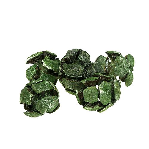Floristik24 Cones de cipreste 3cm verde 500g