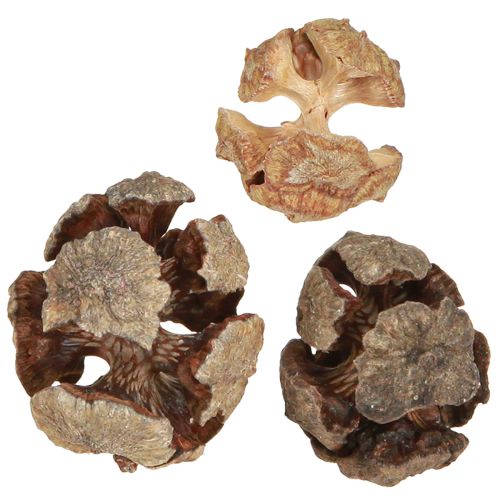 Floristik24 Cones de cipreste cones de cipreste naturais decorativos 2-4cm 250g
