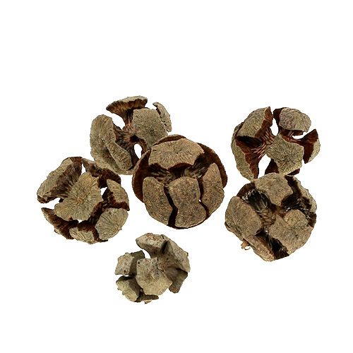 Itens Cones de cipreste natureza 3cm 500g