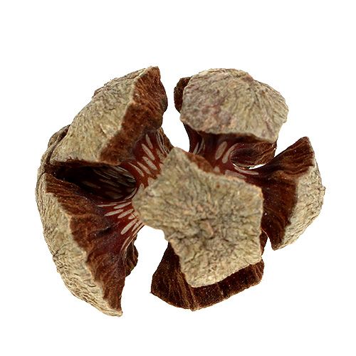 Itens Cones de cipreste natureza 3cm 500g