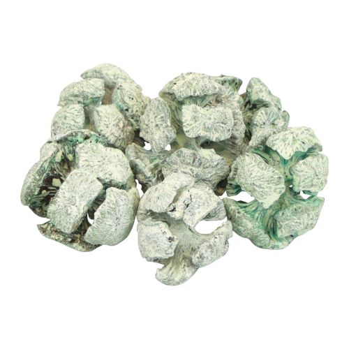 Itens Cones de cipreste fosco decoração natural 3cm verde 500g