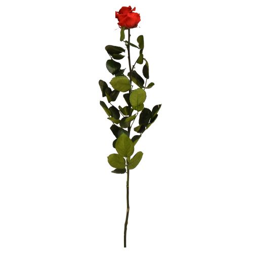 Floristik24 Rosa Infinity com Folhas Preservadas Amorosa Vermelho C54cm
