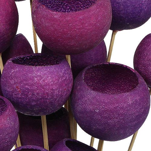 Floristik24 Bell Cup Mix em palito Erika 15 unidades