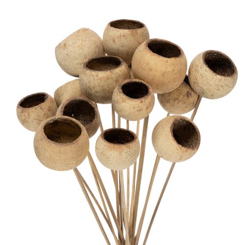 Floristik24 Mix de cogumelos Bell Cup em haste, variedades exóticas naturais, 15 unidades.