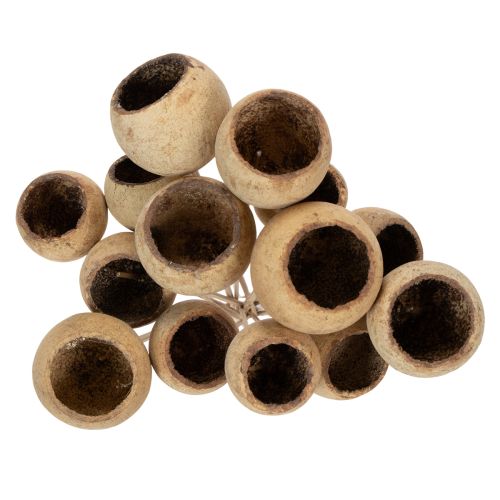 Itens Mix de cogumelos Bell Cup em haste, variedades exóticas naturais, 15 unidades.