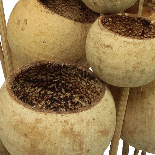 Itens Bell Cup Mix em palito Natural Exotics 15 un