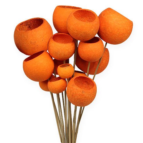 Floristik24 Bell Cup Mix em palito laranja 15 un