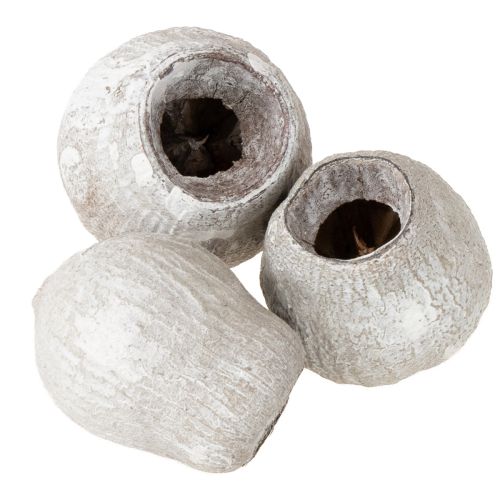 Floristik24 Bellgums caiados 2cm - 5cm 500g