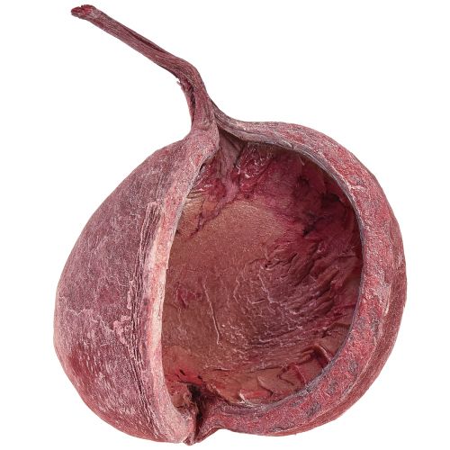 Itens Noz de Buda Vermelho Branco Seco Decoração Natural Ø5,5–9,5cm 5 un
