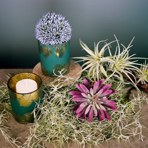 Floristik24 Planta suculenta 15cm roxa