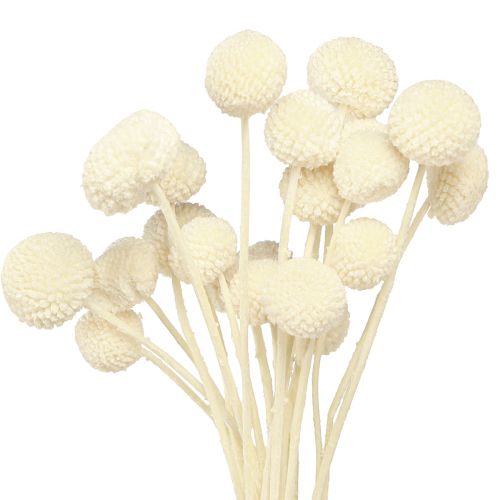 Floristik24 Craspedia creme de coxinhas secas 45-55cm 20 un
