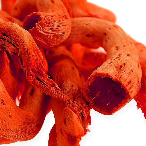 Floristik24 Raiz Cupy em laranja 350g