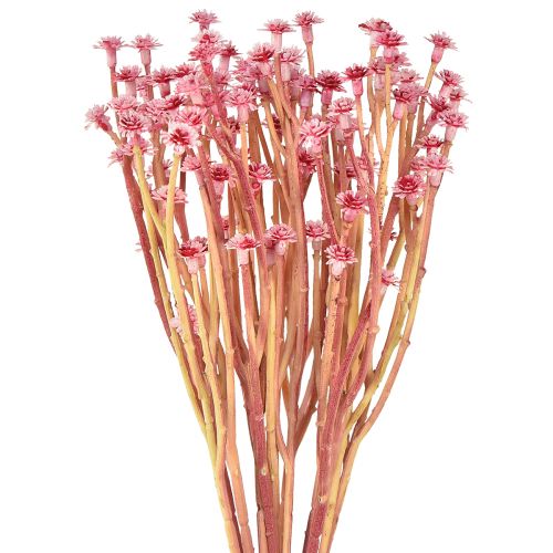 Floristik24 Curry Herb Immortelle Artificial Rosa L28cm 12 un 1 cacho