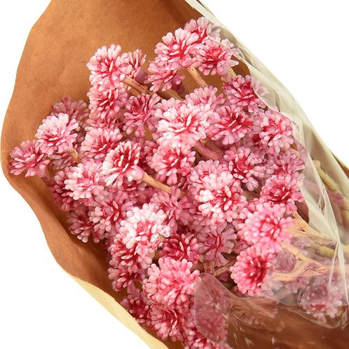Itens Curry Herb Immortelle Artificial Rosa L28cm 12 un 1 cacho