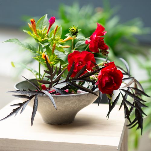Floristik24 Tigela decorativa com base, vaso redondo para plantas, cinza, Ø19cm, A8cm