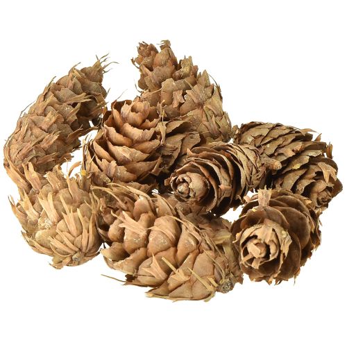 Floristik24 Cones Douglas 1,3kg