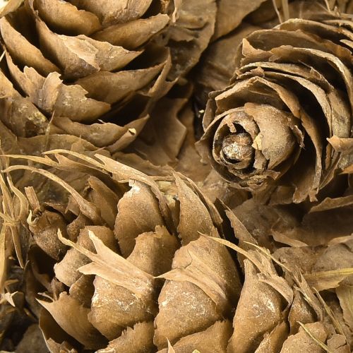 Itens Cones Douglas 1,3kg