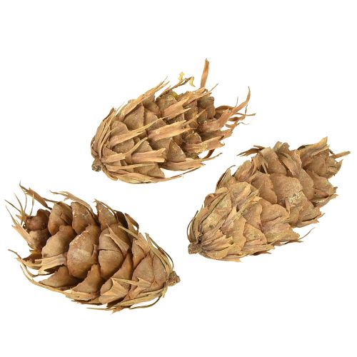 Itens Cones Douglas 1,3kg