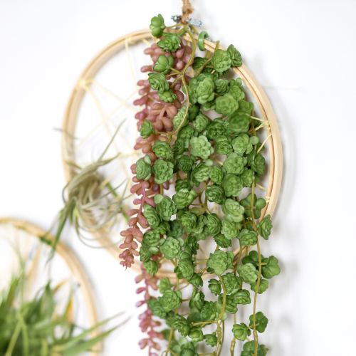 Itens Echeveria Plantas Artificiais Penduradas em Verde L12cm C50cm