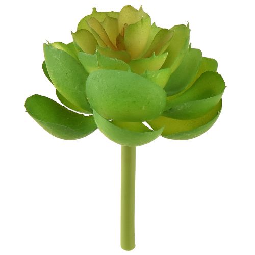 Floristik24 Echeveria Suculentas Artificiais Verde Ø7cm 6 pcs
