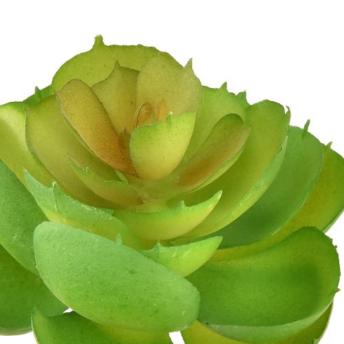Itens Echeveria Suculentas Artificiais Verde Ø7cm 6 pcs
